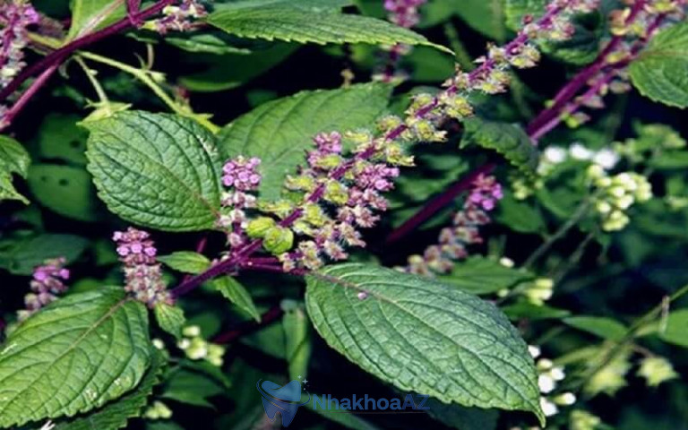 Hương nhu giúp làm sạch khoang miệng hiệu quả