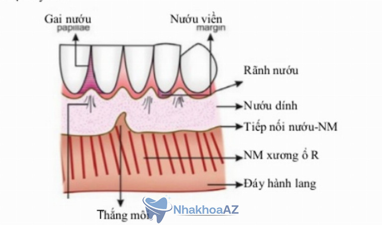 Cấu tạo của nướu trên cung hàm