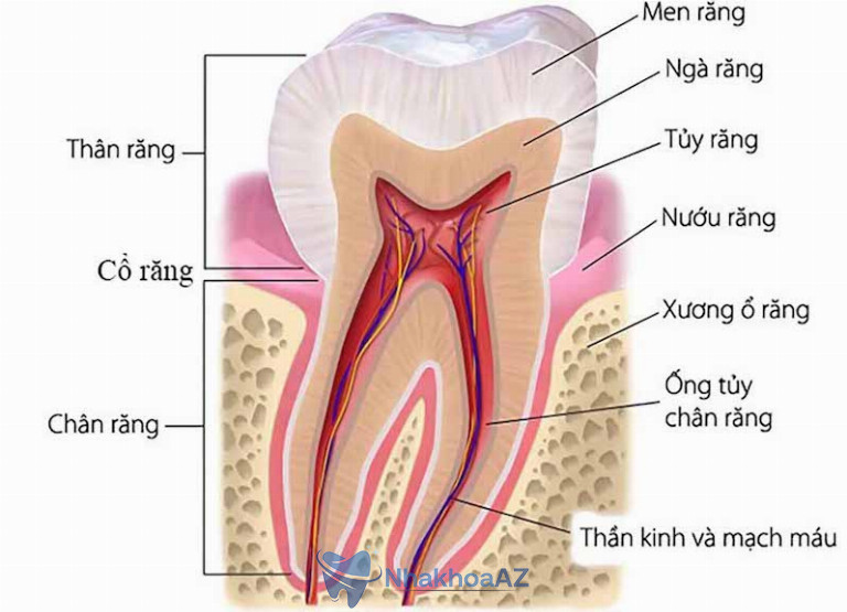 Cấu tạo chi tiết của răng hàm