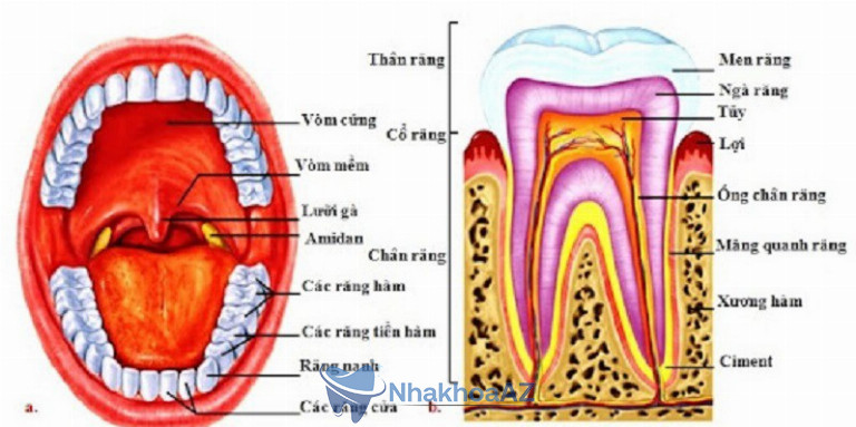 Cấu tạo và vị trí của các răng trên cung hàm
